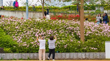 斜坡种植区内的花卉是公园的摄影热点。